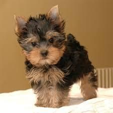 Baby Male Yorkie Puppy