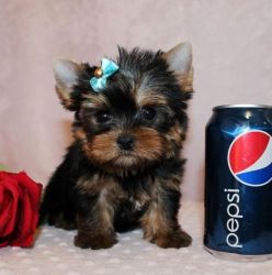 Socialized Teacup Yorkie Puppies Available.
