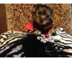 Well-socialized Teacup Yorkie Puppies Available