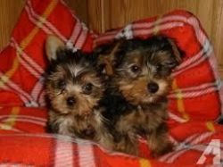 Yorkie Puppies Males & Females Available