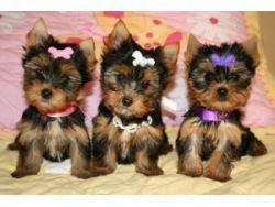 Yorkie Puppies Ready For Adoption