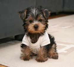 Adorable Male & Female Yorkies Puppies