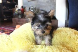 Looking a small puppy yorkie