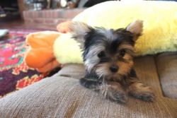 4 Month Old Female Yorkie Terrier For Sale