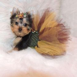 Toy Akc Teacup Yorkie Puppies Available