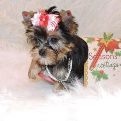 Adorable Male And Female Teacup Yorkie Puppies
