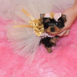 Adorable Teacup yorkie puppies for caring homes