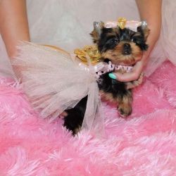 Pretty T-Cup Yorkie Puppies