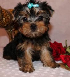 Male and Female young Yorkie puppies available