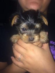 Yorkie Puppies, 1 Male And 1 Female