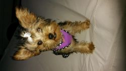 Female Yorkie 5.5 Months Old