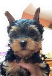 lovely Teacup yorkie puppies available