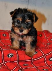 A little stare at these Yorkie puppies