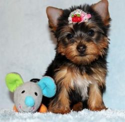 Get your Lovely Yorkie puppies here