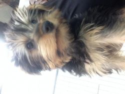 Our Yorkie Puppy