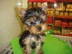 Excellent yorkie puppies for good homes.