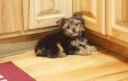 Sweet And Lovely Yorkie Puppies 850898084
