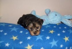 Intelligent young Yorkie puppies