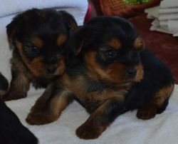 beautiful loving yorkie pups for sale