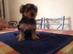 Beautiful Yorkshire terrier puppies for sale