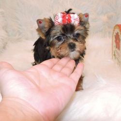 Two Female Teacup Yorkie Puppies Available