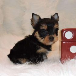 teacup yorkie puppies for adoption to good homes