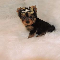 Male and Female teacup Yorkie puppies