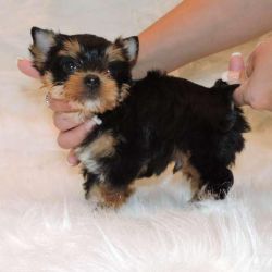 Two loving Yorkie puppies for free adoption