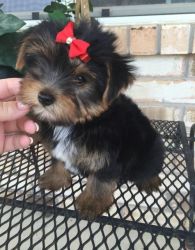 Charming Teacup Yorkie puppies Available
