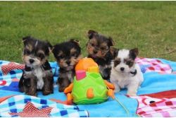 Yorkshire puppies Available