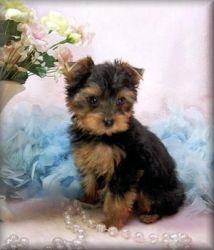 Outstanding Male And Female Yorkie puppies