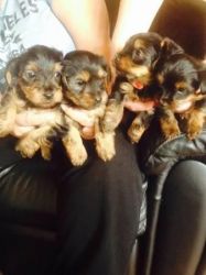 cute little Yorkie Puppies Available