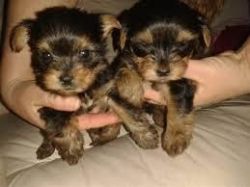 Male and Female Yorkshire Terrier