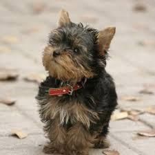 AKC Yorkshire Terrier Puppies