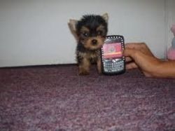 Akc Rare Quality Yorkie For Re-homing