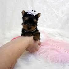 Yorkie puppies Males & Female