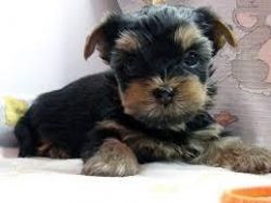 outstanding teacup Yorkie puppies available