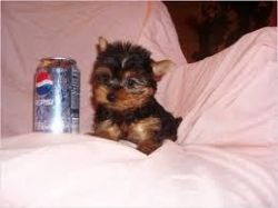 Parti Yorkie Puppies availavble