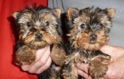 Surprise Yorkie Puppies available