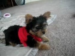 Cute Teacup Yorkie Puppies For you