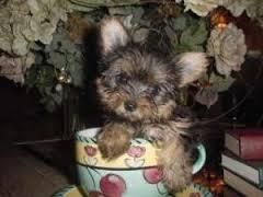 two Teacup Yorkie puppies