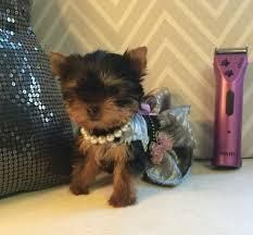 Teacup Yorkie for rehoming