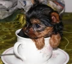 Teacup Yorkie.. Puppies For Rehoming - Healing