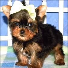 Parti Teacup Yorkie pups for rehoming