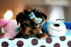 Tennessee Teacup Yorkie for free rehoming