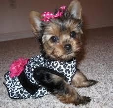 our baby yorkie is now available for adoption