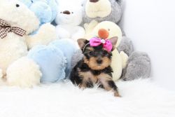 Adorable yorkshire terrier