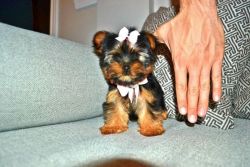 Very Tiny Yorkshire Terrier Girl Puppy