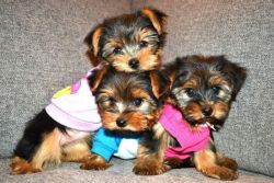 Lovely Home Raised Yorkshire Terrier Puppies.