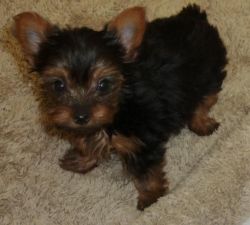 Two lovely cute Yorkie puppies for adoption